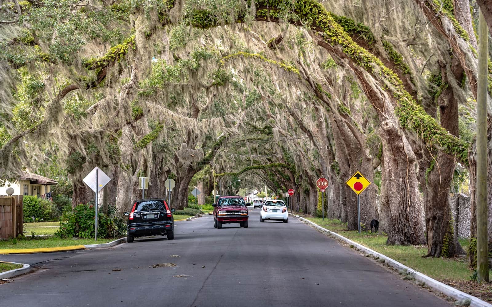 A country road under live oaks hung with Spanish moss